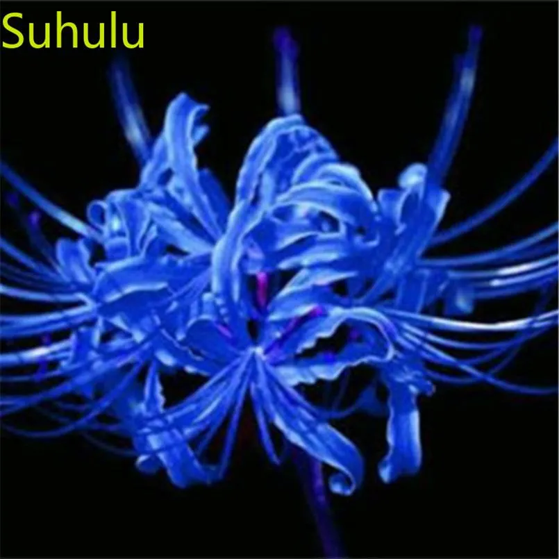 100pcs Lycoris Seeds Garden Flower Variety complete Flower Bonsai Plant High Quality Beautifying And Air Purification221s