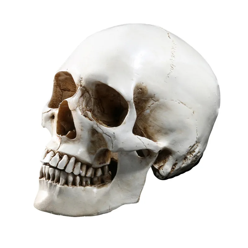 Lifesize Human Skull Model Replica Resin Anal Treacing Teaching Skeleton Halloween Decoration Statue Y201006