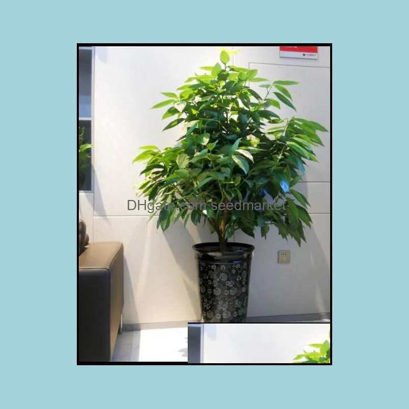 20pcs seeds cinnamon evergreen bonsai tree vase plant for home garden, indoor grove mini forest ornaments plants air purify
