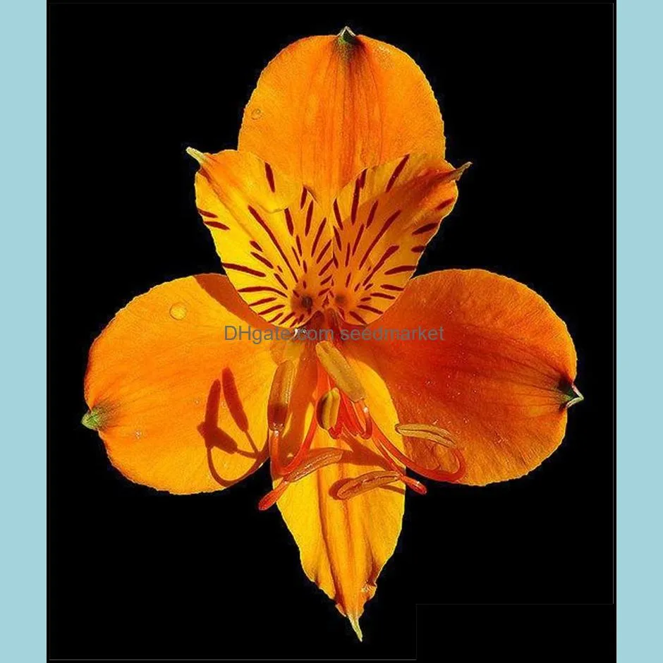 Hot Sale 100 Pcs Alstroemeria Seeds Peruvian Lily Alstroemeria Inca Bandit Princess Lily Bonsai Flower Seeds Planta For Home Garden