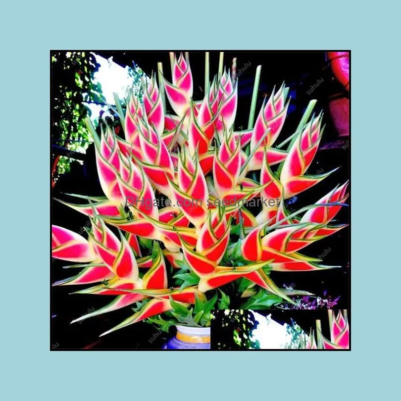 100pcs/bag heliconia succulent rare perennial herb bonsai plants indoor flower pot for garden flore pot, diy home garden