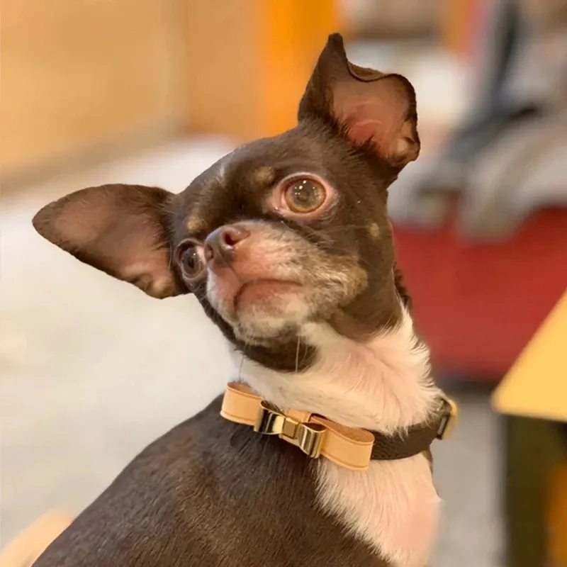 Designerhundhalsband med rosett Lyxigt läderhalsband och koppeluppsättning Klassiska bokstäver Husdjurskoppel för små hundar Chihuahuapudel Partihandel B61