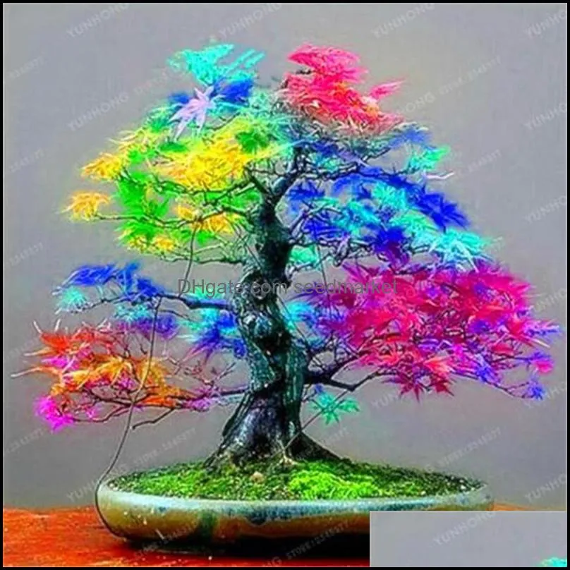 20 Pcs Blue Fire Maple Tree Seeds Bonsai Tree Seeds Rare Yellow Red Japanese Maple Seed Plants For Home Garden Flower
