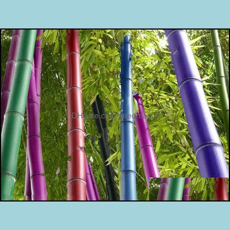 New Arrival 20 Pcs Bamboo Seeds Rare Giant Moso Bamboo Bambu Seeds Bambusa Lako Tree Seeds for Home Garden DIY Potted Plant