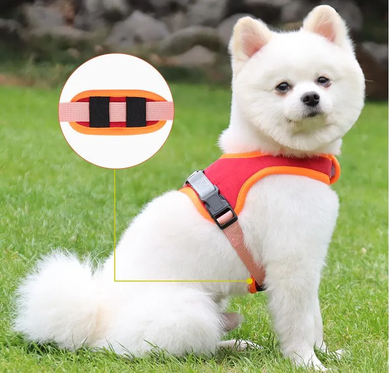 Best leash for best sale pomeranian