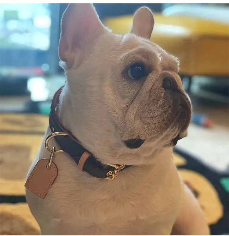 Impression de style populaire Avec des colliers de chien en métal Laisses Harnais pour chien Grande taille livrée avec une boîte Cuir fait à la main Designer Dogs Supplies