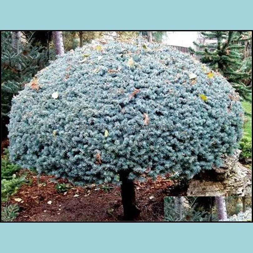 100pcs Spruce Seeds Picea Tree Flower Seeds Bonsai Rare Plants for The Garden The Germination Rate 95% Beautifying And Air Purification Planting Season Fast