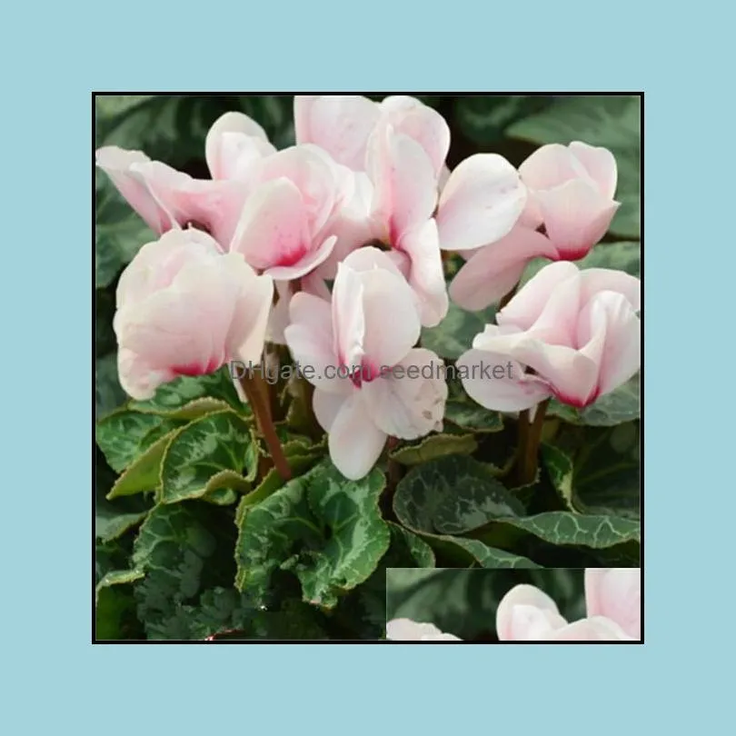100pcs Cyclamen Flower Seeds Bonsai Rare Plants for The Garden Beautifying And Air Purification Wedding Party Decorative Planting Season Radiation