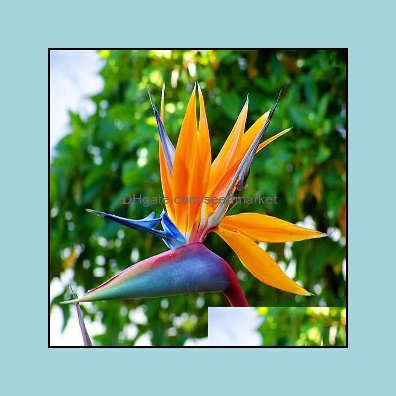 100pcs Strelitzia Flower Seeds Bonsai Rare Plants for The Garden Birthday Party Decorative Beautifying And Air Purification The Budding Rate 95% Variety of
