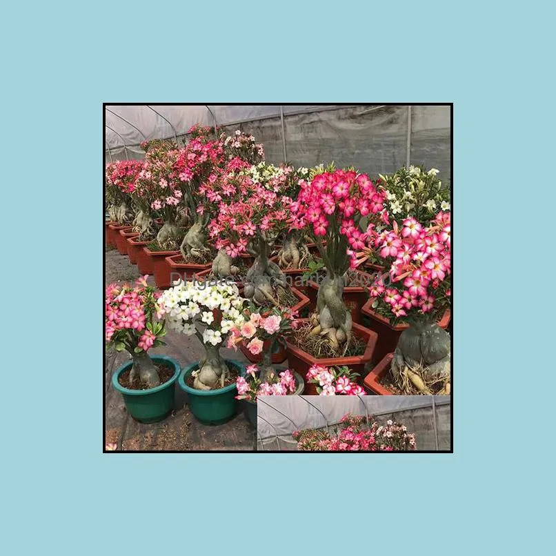 20 pcs Mixed Real Adenium obesum Desert Rose Flower Home Garden Bonsai Succulent Plants Balcony Potted 100% Genuine