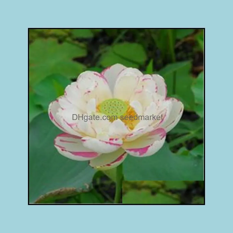 Hot Sale! flowers plant Potted gift, 5 Pcs Seeds Water Lily Bonsai Flower Plant for home and Garden planter