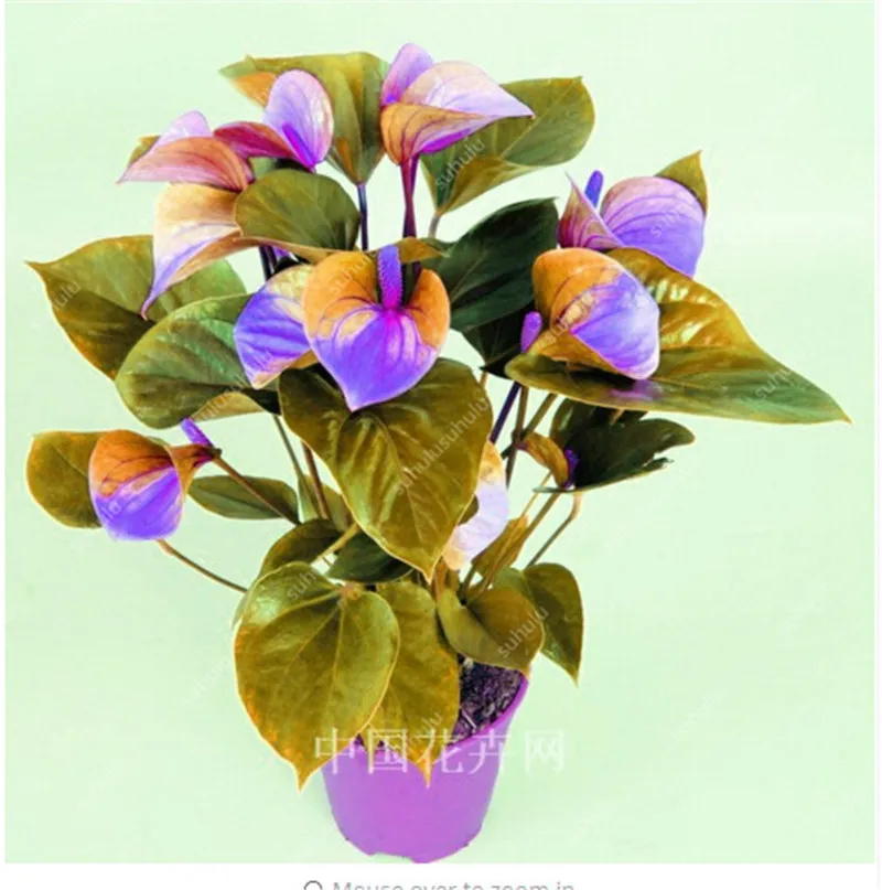 100pcs anthurium 씨앗 호기성 화분 방사선 보호 빠른 재배 식기 시즌 다양한 색상 정화 공기를 흡수하는 유해 가스 정원 용품