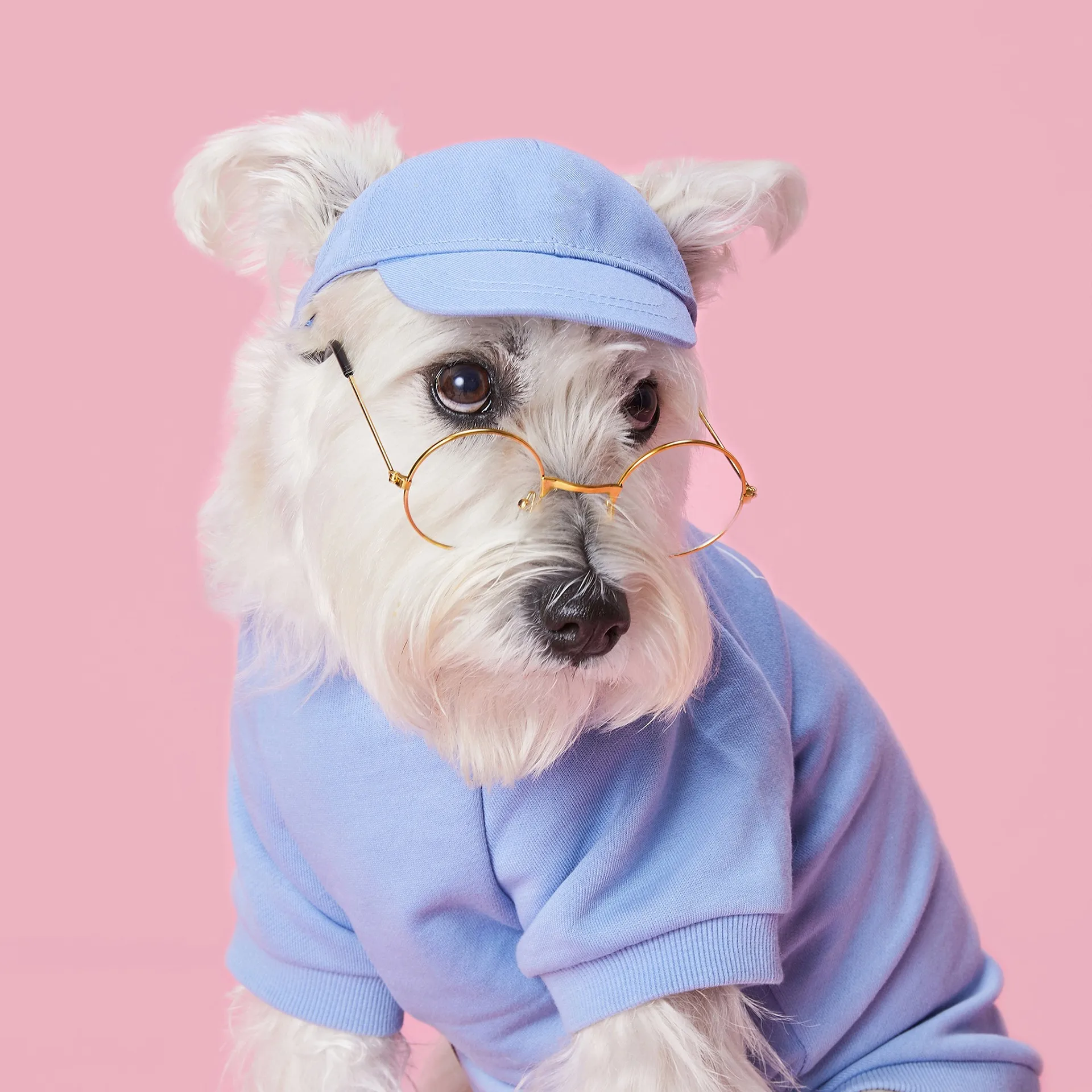 Dog hats best sale with ear holes
