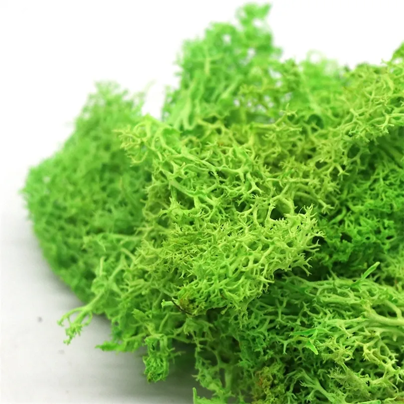 100g Natural Eternal Dried Moss For Plants Artificial Reindeer Moss For  Flower Plant Artificial Plants Garden Lawn Nature Crafts T200509 From  Xue009, $11.48