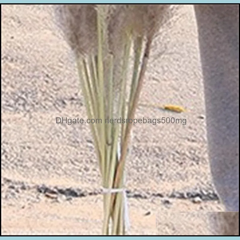 20Pcs/lot Real Natural Dried Flower Pampas Grass Decor Plants Bunch Phragmites for Home Wedding Decoration 56-60cm 500 S2
