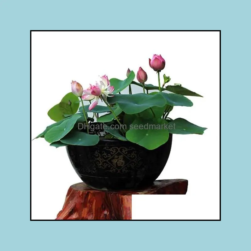 Hot Sale! flowers plant Potted gift, 5 Pcs Seeds Water Lily Bonsai Flower Plant for home and Garden planter