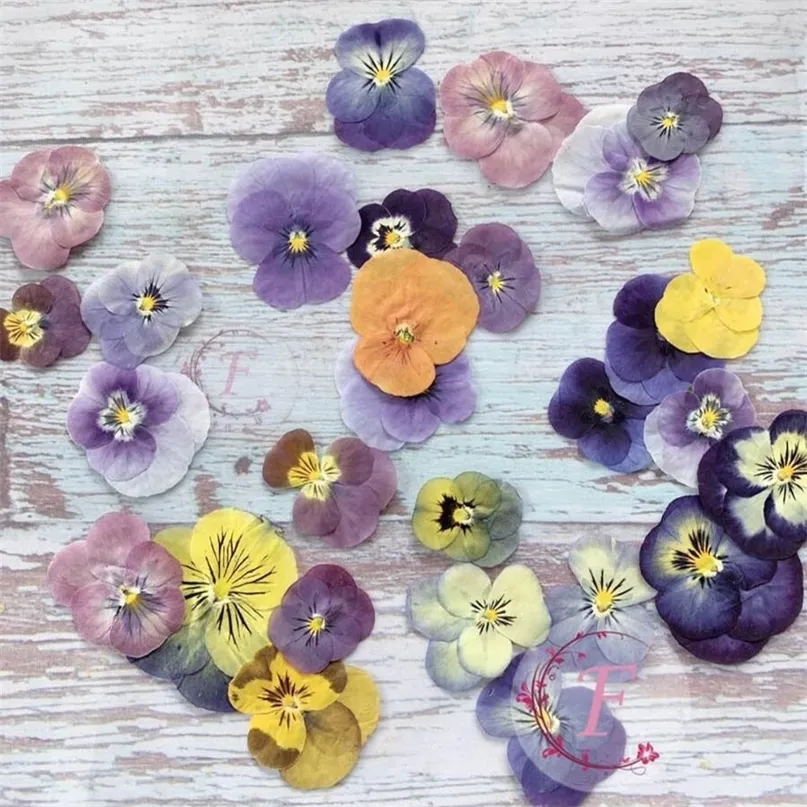 60pcs Pressed Dried Pansy Viola Tricolor L. Flower Plants Herbarium For Jewelry Postcard Bookmark Phone Case Making DIY 220406