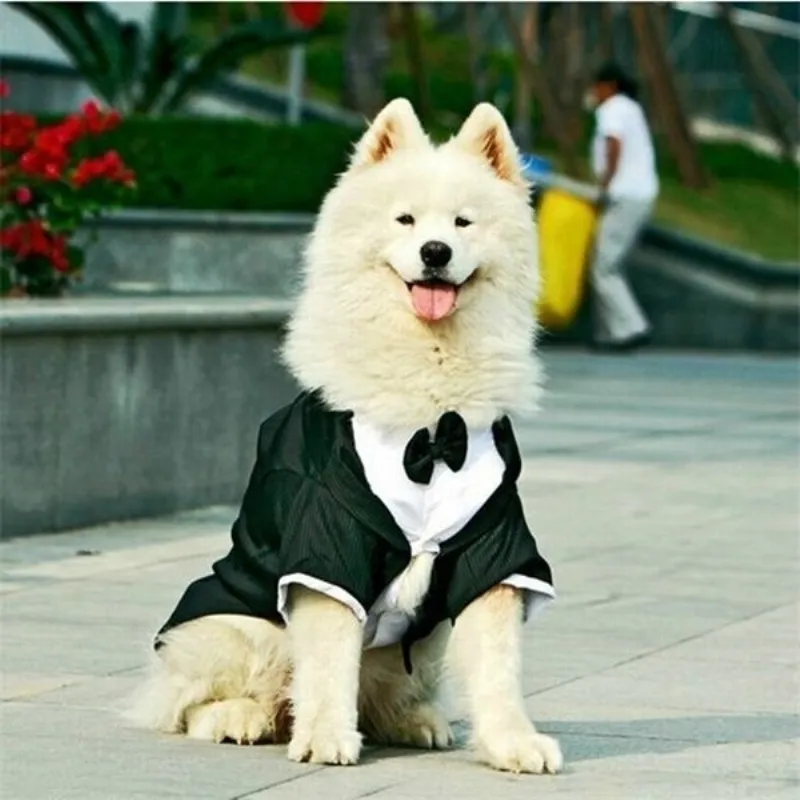 Costume de mariage pour chien Vêtements pour chiens Tuxedo Corgi Bulldog Samoyed Husky Golden Retriever Vêtements Manteau pour animaux de compagnie Veste Outfit Dropship 201102