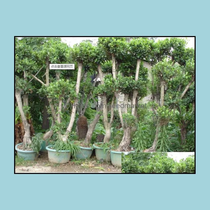 20pcs seeds cinnamon evergreen bonsai tree vase plant for home garden, indoor grove mini forest ornaments plants air purify