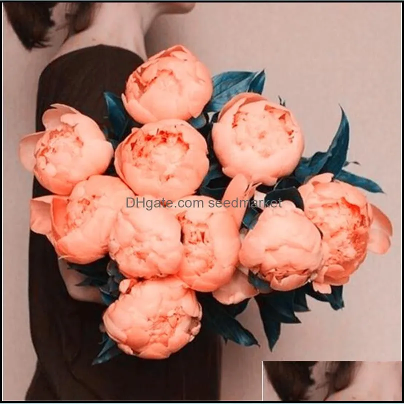 indoor ornamental bonsai rare color chinese peony seeds 10pcs terrace courtyard garden paeonia suffruticosa seeds free shipping