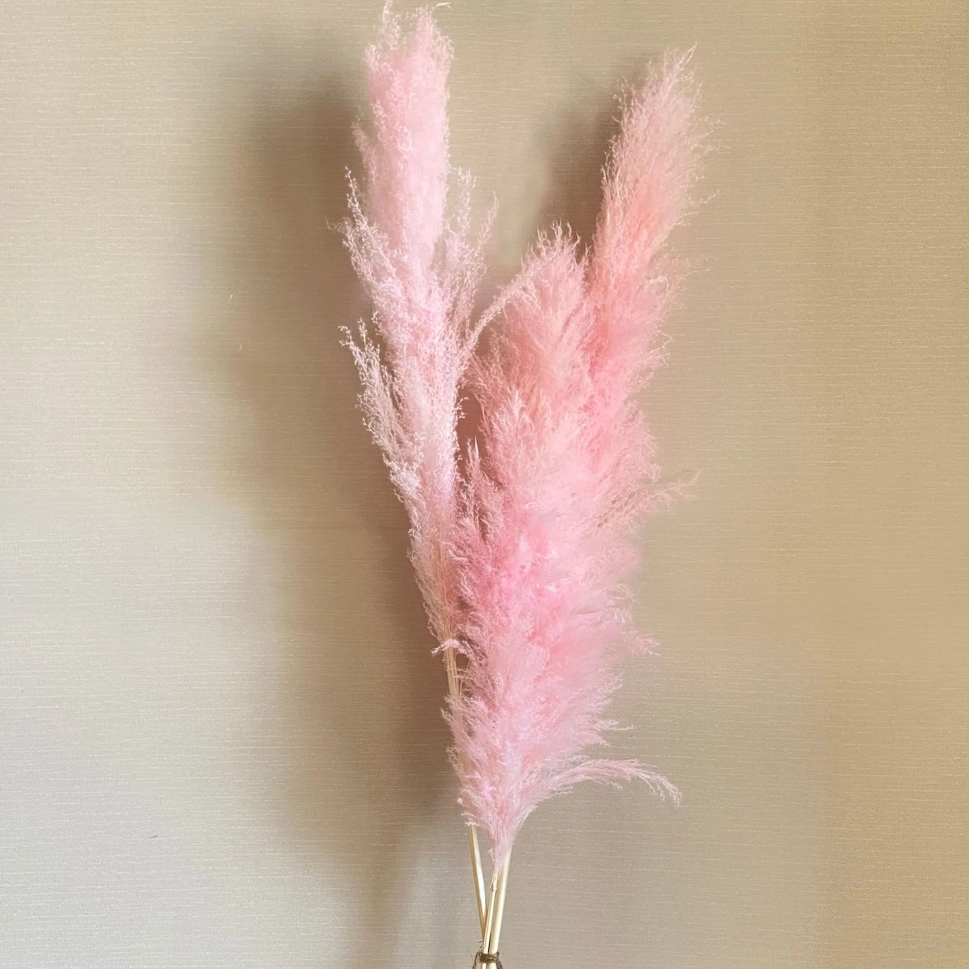 Fiori Secchi Gipizi Pampas - 66 Pezzi, Decorazione Boho Per Casa E Matrimoni - Erba Pampa Naturale - Foto 1