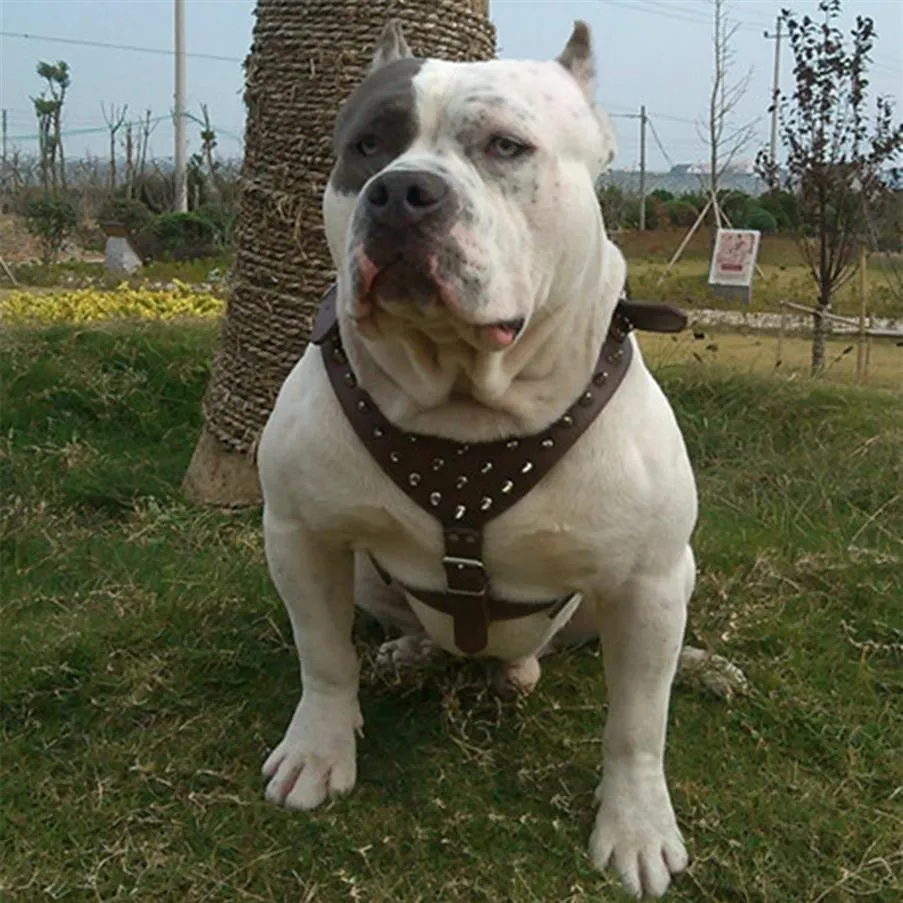 Yeni yaka ayarlanabilir çivili çivili perçinler PU deri köpek evcil hayvan koşumları Yürüyen yaka tasma pitbull mastiff hg99 201126291s