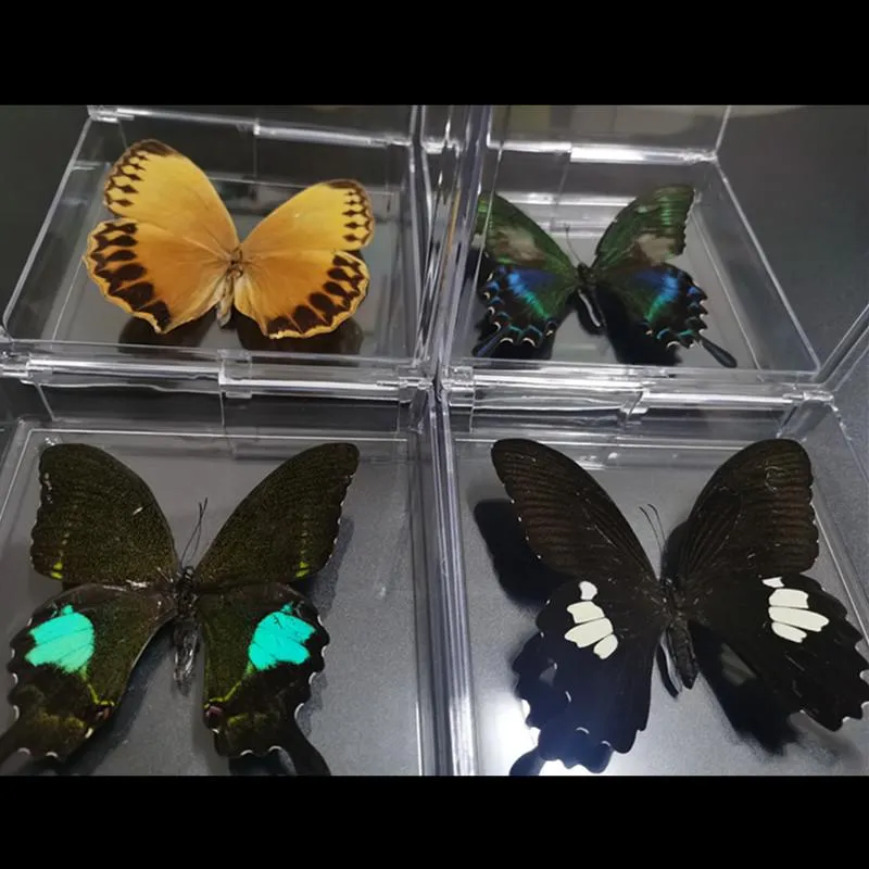Obiekty dekoracyjne figurki 1pcs naturalny prawdziwy motyl okaz.