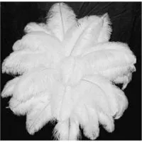 Wholesale Quality Natural OSTRICH FEATHERS 