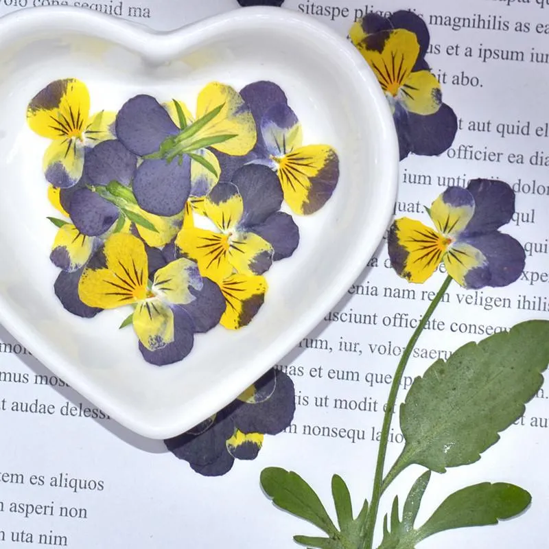 Decorative Flowers & Wreaths Pressed Dried Viola Tricolor L. Pansy Flower Plants Herbarium For Jewelry Postcard Bookmark Phone Case Making D