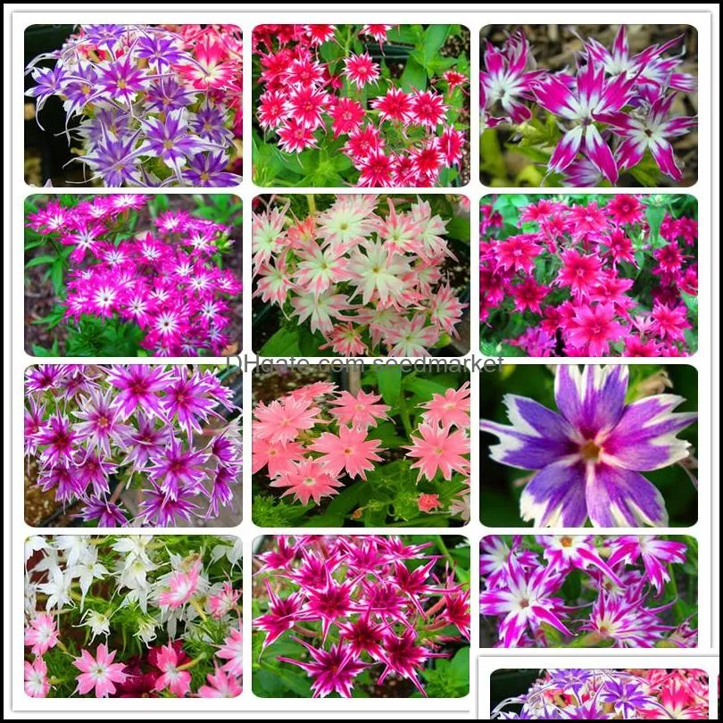 Andere Gartenlieferungen Patio Rasenhaus 100pcs/Los Samen Phlox Drummondii cuspidata Twinkle Stern für Pflanzenblume Bonsai Natural Wachstum Va