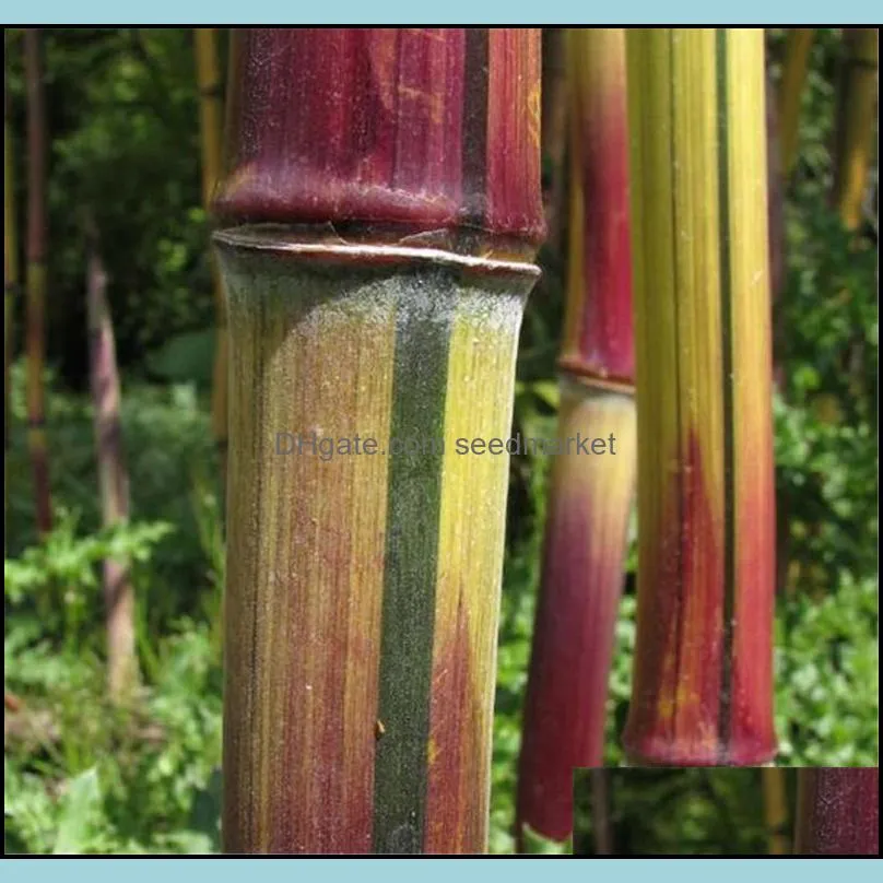 New Arrival 20 Pcs Bamboo Seeds Rare Giant Moso Bamboo Bambu Seeds Bambusa Lako Tree Seeds for Home Garden DIY Potted Plant