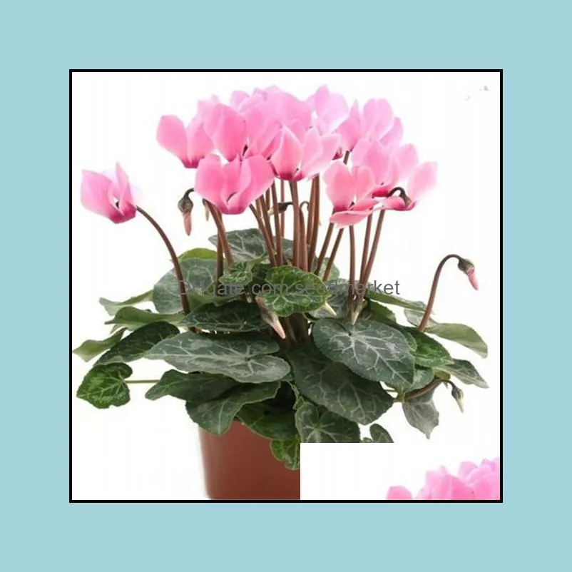 Gartendekorationen Patio Rasen Haus 100pcs Cyclamen Blumensamen Bonsai seltene Pflanzen f￼r die Hochzeitsfeier f￼r Versch￶nerungs- und Luftreinigung