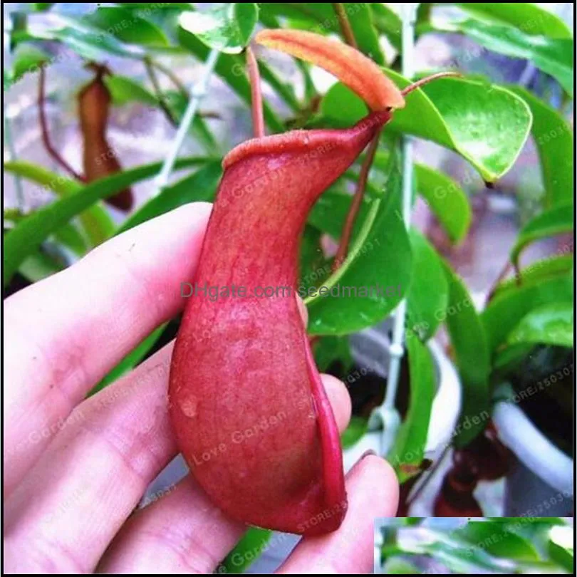 Free Shipping 100 pcs Nepenthes Seeds Balcony Dionaea Muscipula Potted Bonsai Plants Seeds Carnivorous Plants Seeds Easy to Grow