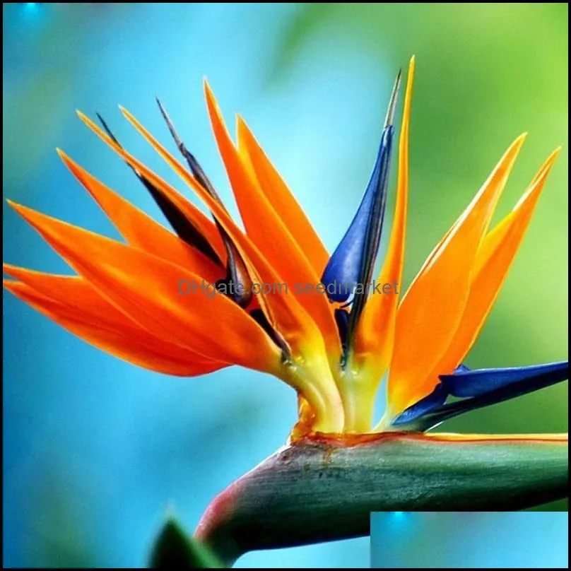 100pcs Strelitzia Flower Seeds Bonsai Rare Plants for The Garden Birthday Party Decorative Beautifying And Air Purification The Budding Rate 95% Variety of