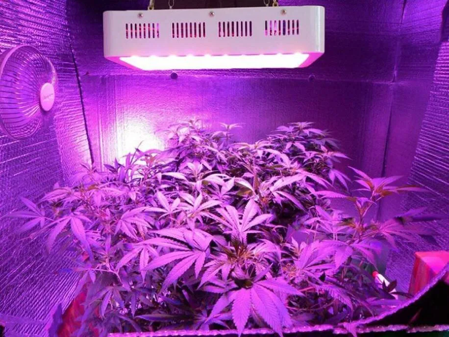 LED GROW Light 300W 600W 1000W 2000W Hydroponic Systems 100x3W Grow Lamp för inomhusväxter växthus