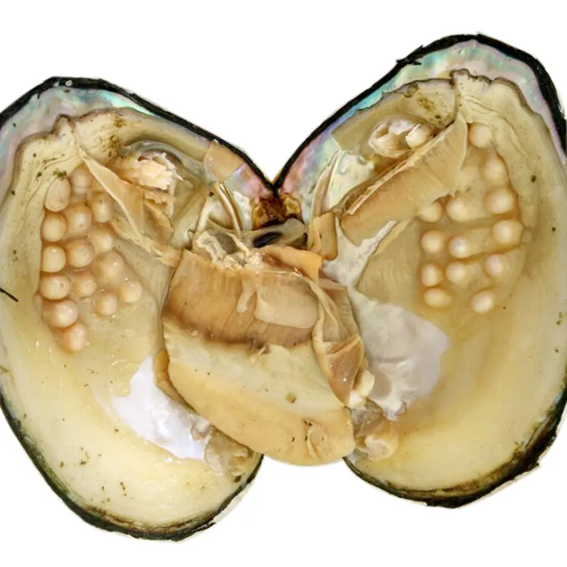 真空詰められた10個/ロットBP008の巨大なカキ真珠のモンスターカキの驚くべき自然のマルチカラー淡水パールカキ