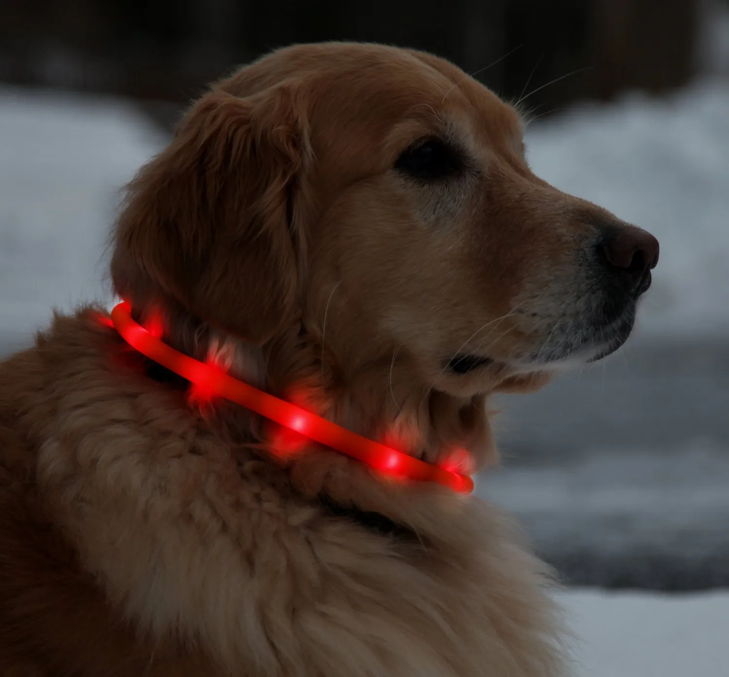 Collare per cani LED ricaricabile tramite USB, fascia per tubi lampeggiante con anello di sicurezza notturno, con illuminazione notturna, che cresce al buio