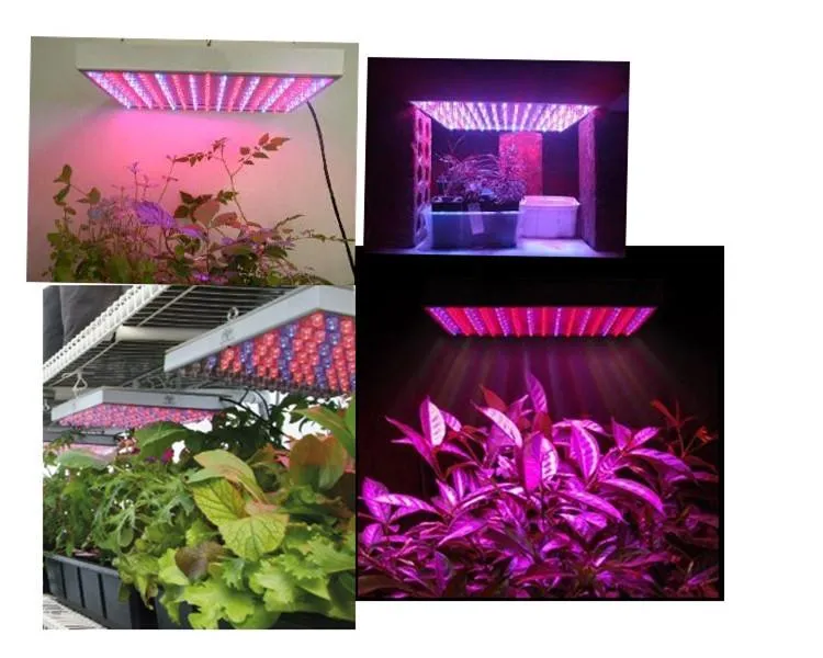 wholesale 220 LED Blue + Red Indoor Garden Hydroponic Plant Grow Light Panel 14 Watt + Hanging Kit DHL UPS 