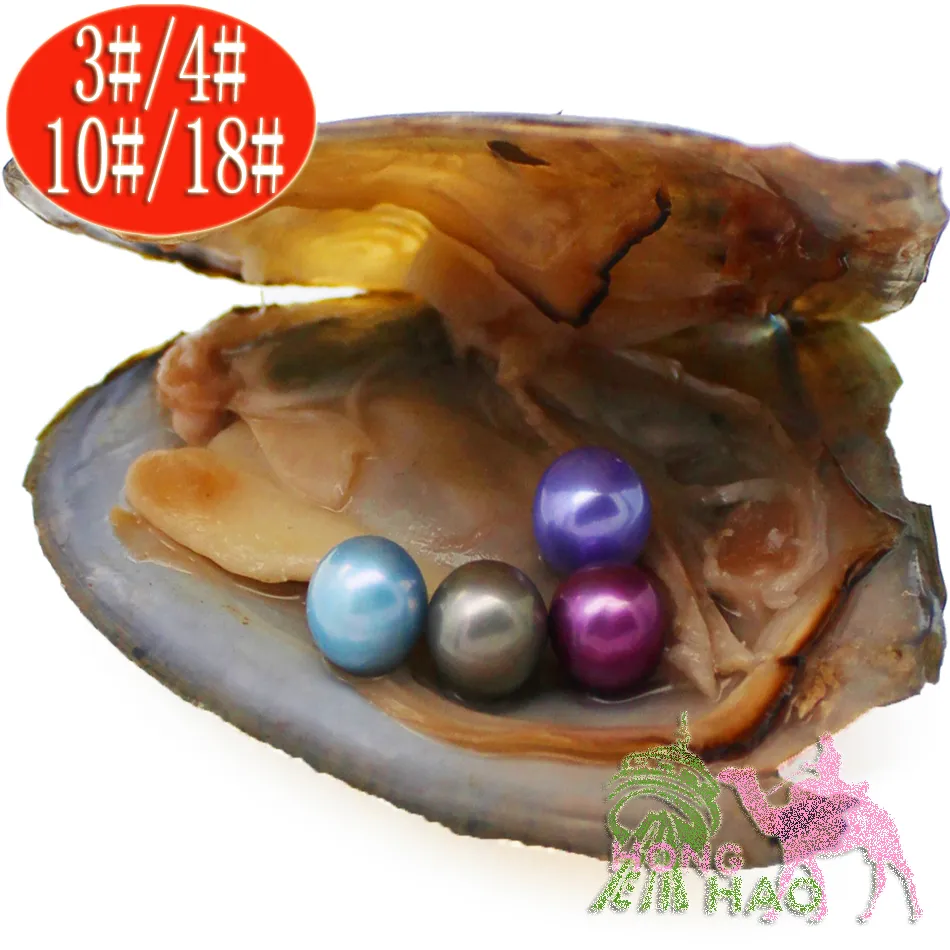 Okrągłe uprawne ostrygi słodkowodne życzenie pereł perel skorupa Ostryca Ostra owinięta czterema dziełami Pearl Mystery Dift Surprise Dift