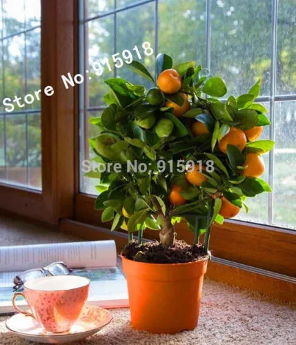 Semi di frutta commestibile mandarino agrumi arancione bonsai albero semi di decorazione giardino pianta 30pcs D06