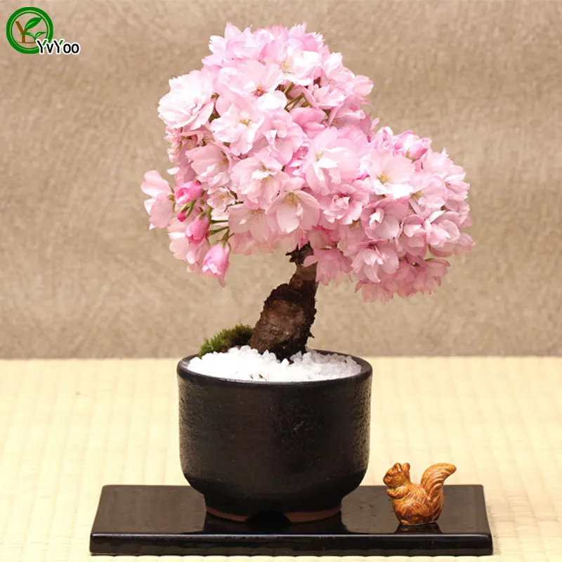 I fiori di ciliegio Seeds Seeds indoor fioritura della pianta dei bonsai 10 particelle molto D017 /