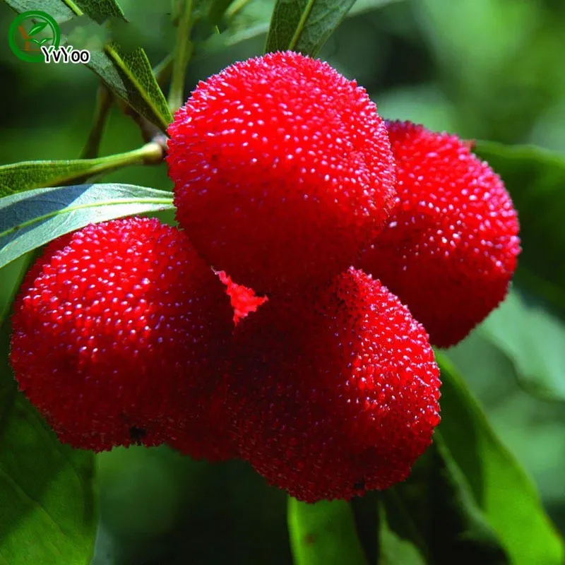 Semi rossi Bayberry Semi da giardino Bonsai Semi di frutta e verdura biologica Z013