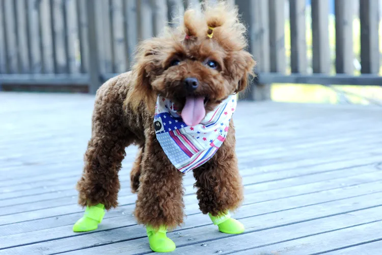 Dog Shoes Fashion Pets Dog Rubber Roney Thos