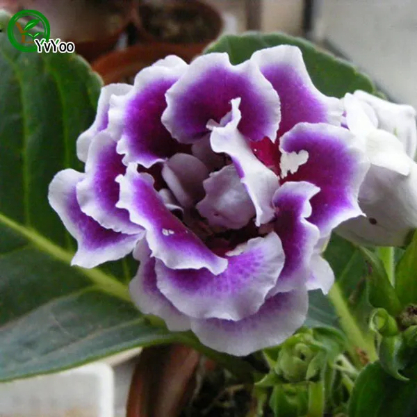 Multi colore opzionale Gloxinia Seeds Seeds Seeds Indoor Bonsai Plant 30 particelle / lotto E013