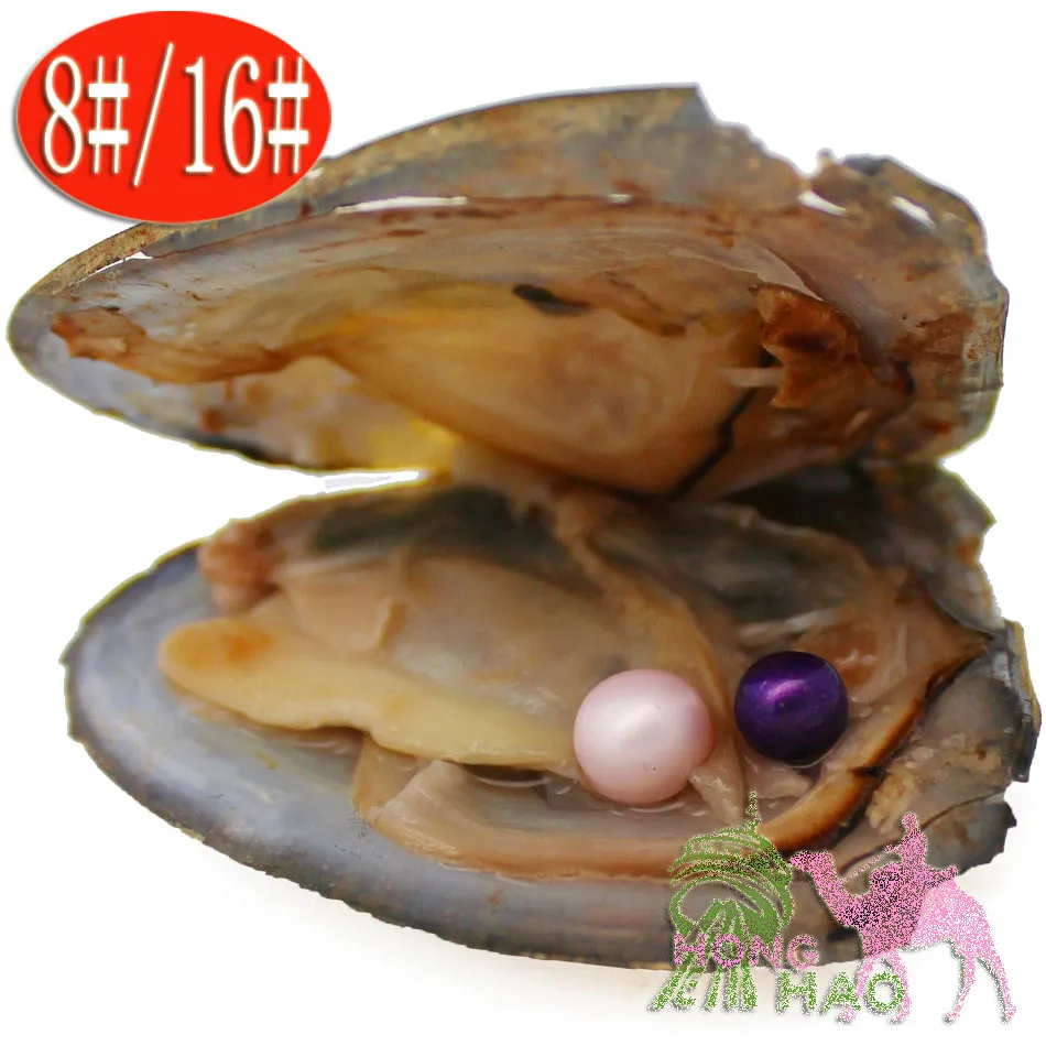 Shell Wish Pearl Oyster Vacuum Pack Oyster Wish Freshwater Pearl Pearl Olika Styles Fashion Beads Mystisk present Överraskning