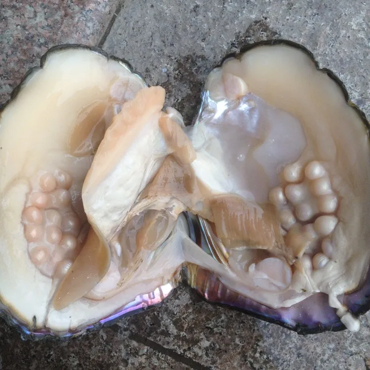 Naturlig sötvatten stora monster ostron bulk 10st vakuum packade naturliga pärlor stor önskan pearl oyster skal bp007