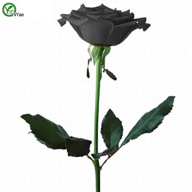 Multi color optional Black Rose Seeds Flower Pot Planters Garden Bonsai Flower Seed 30 Particles / D012