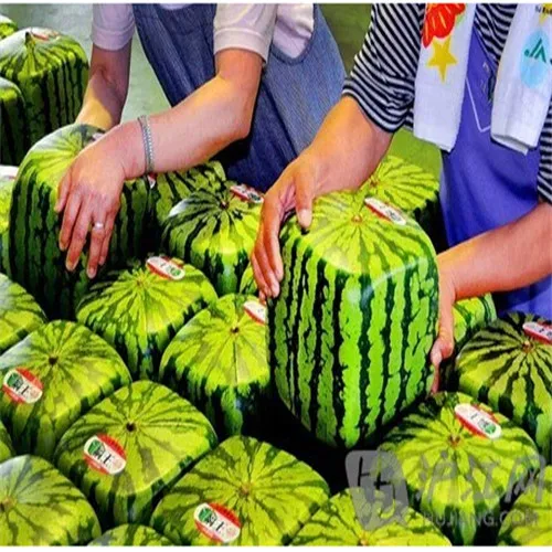 Garden Plants Square Watermelon Seeds Very Sweet Fruit Seeds With Plant Instructions