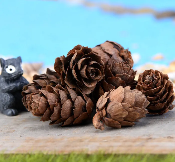 Natural Hemlock cones Tiny Pine Cones Forest Wood Garden Rustic Craft Christmas Wedding Decoration DIY Decor Miniatures