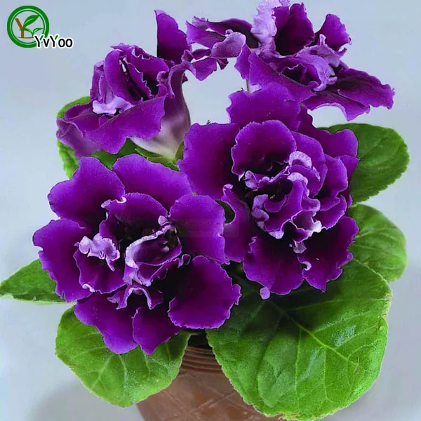 Multi colore opzionale Gloxinia Seeds Seeds Seeds Indoor Bonsai Plant 30 particelle / lotto E013